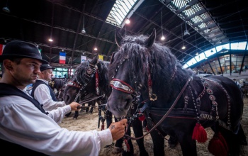 Geszti Péterrel és kutyás bemutatókkal startol a KÁN