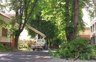 Metszés miatt parkolási tilalom