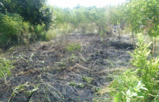 Lángra lobbant az avar, a tűzifa és az akácos is Kaposhomokon