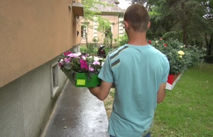Sorra érkeznek a virágpalánták