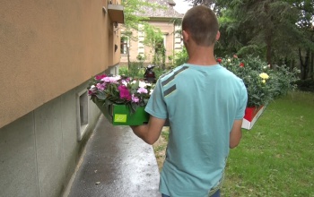 Sorra érkeznek a virágpalánták