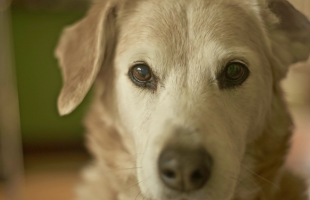 Az idősebb kutyák szelektíven hallanak