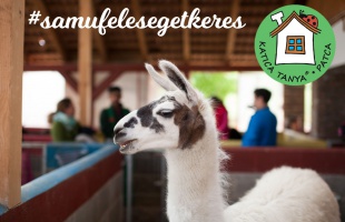 Samu a láma feleséget keres