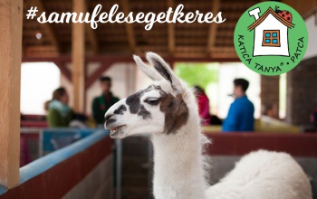 Samu a láma feleséget keres
