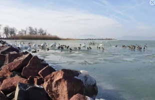 Ellepték a madarak a meseszép jégbirodalommá vált Balaton-partját