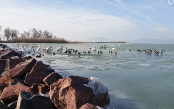 Ellepték a madarak a meseszép jégbirodalommá vált Balaton-partját