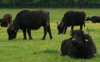 Változatos programokkal készülnek a nemzeti parkok a pünkösdi hétvégére is