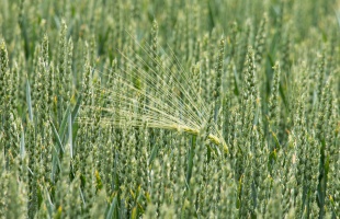 Robog tovább az Agrárium 2026: Somogy vármegyében is számít a gazdák visszajelzésére a KSH