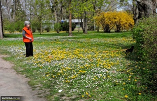 Tavasz a Berzsenyi parkban