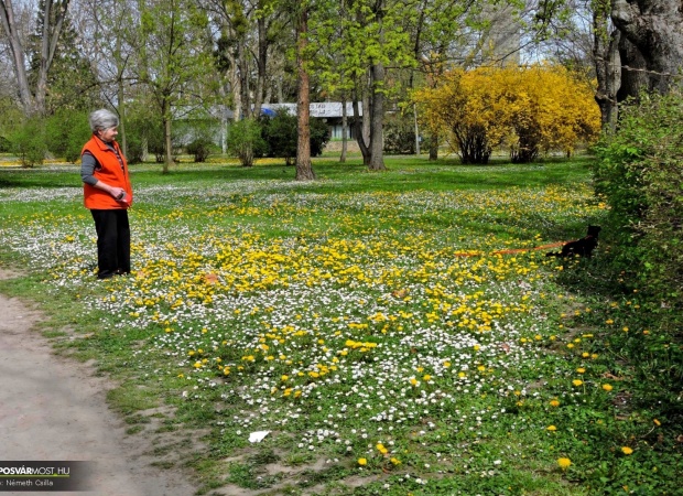 Tavasz a Berzsenyi parkban