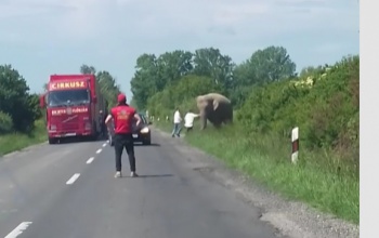 Egy elefánt sétálgatott a 6-os úton Szigetvár közelében - videóval -