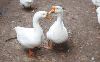 Az agrártárca szívügyének tekinti a víziszárnyas-ágazat jövőjét
