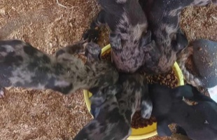 Sorsára hagyta a tenyésztés céljából tartott kölyökkutyáit