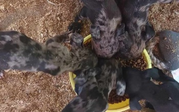 Sorsára hagyta a tenyésztés céljából tartott kölyökkutyáit