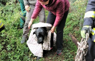 Kútból mentették ki Boriszt, a bátor kutyát