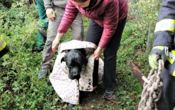 Kútból mentették ki Boriszt, a bátor kutyát