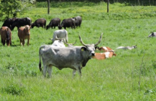 Bezárt a Bőszénfai Szarvasfarm a száj- és körömfájás magyarországi megjelenése miatt