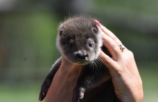 Tökfaragód napot tartanak holnap a peteshalmi Vidraparkban