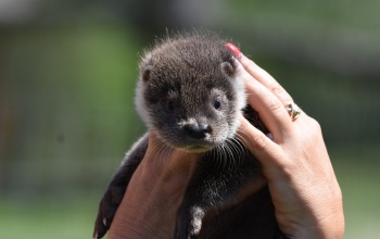 Tökfaragód napot tartanak holnap a peteshalmi Vidraparkban