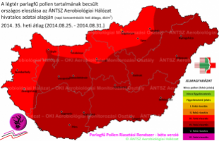 Tetőzik a parlagfű pollenkoncentrációja