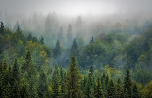 Indul az Erdők Hete országos rendezvénysorozat