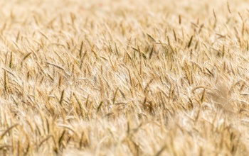 Hazánk megtiltotta 25 mezőgazdasági termékkör importját Ukrajnából