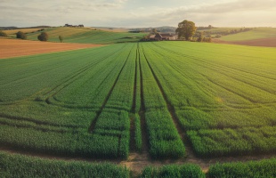 Agrometeorológia: az enyhe idő tovább segíthette az őszi vetések fejlődését