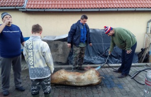 A nyársdugás Somogyban: kopp, aztán hopp