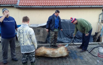 A nyársdugás Somogyban: kopp, aztán hopp
