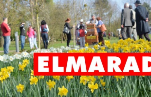 Elmarad az idei Nárcisz Ünnep