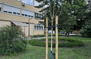 Új fák a Kinizsi lakótelepen és a Béke utcában