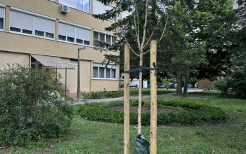 Új fák a Kinizsi lakótelepen és a Béke utcában