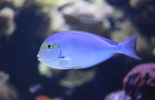 Útmutató az akvárium tisztításához