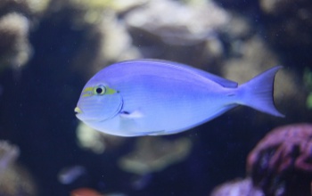 Útmutató az akvárium tisztításához