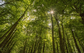 Erdei túra a Zselici Csillagparkban