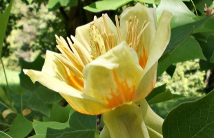 Égigérő tulipánfa