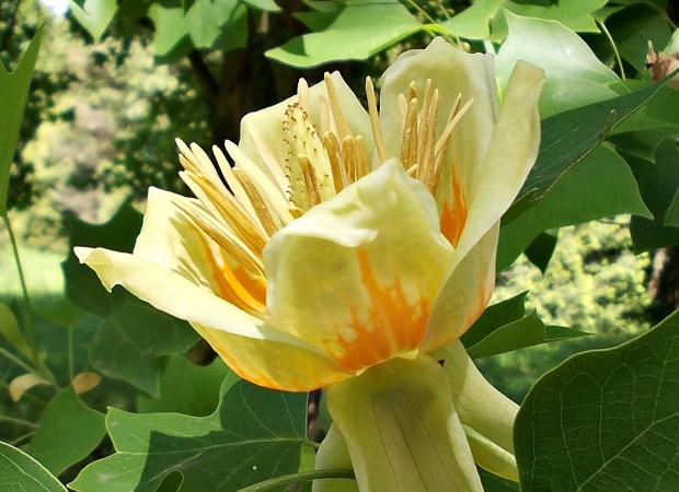 Égigérő tulipánfa