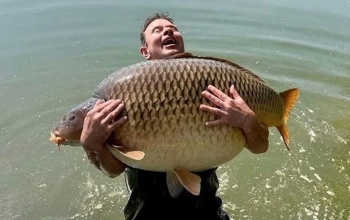 Rekordméretű tőponty került horogra a Balatonon