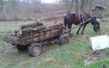 Lovaskocsin vitték a lopott fát