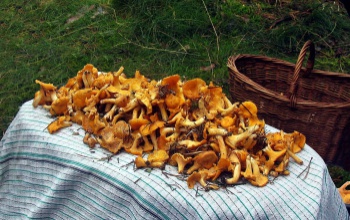 Gombaszedők tévedtek el a somogyi erdőben