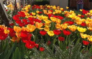 47 éve pompázik a tulipánszőnyeg