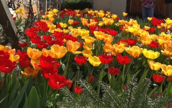 47 éve pompázik a tulipánszőnyeg