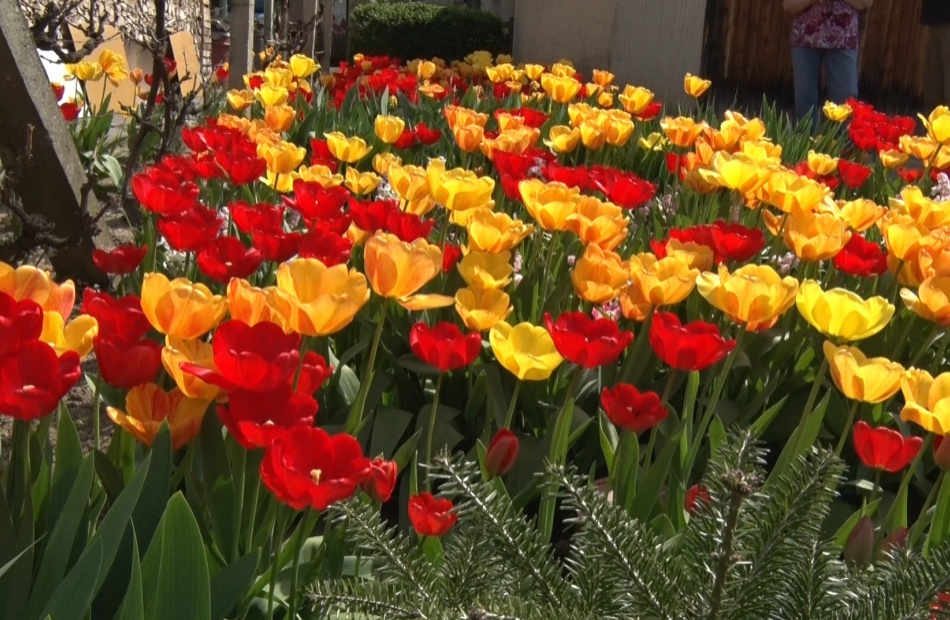 47 éve pompázik a tulipánszőnyeg
