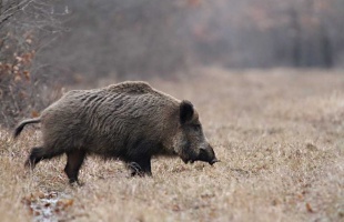 Vaddisznók és madarak miatt történt három baleset