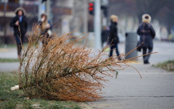 Vízkereszt után szállítják el a kidobott fenyőfákat
