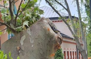 Széncinege családot mentettek a Noszlopyban. Vigyázzanak, ne háborgassák a kicsiket!