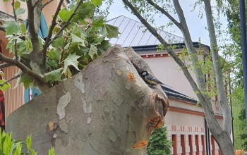 Széncinege családot mentettek a Noszlopyban. Vigyázzanak, ne háborgassák a kicsiket!