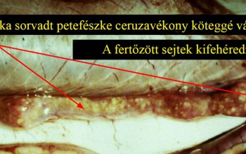 Figyelmeztet a Magyar Haltani Társaság