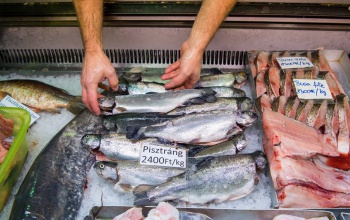 Idén sem drágul a karácsonyi hal