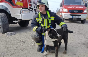 Hőségriadó: figyeljünk a zárt autóban hagyott kutyákra
